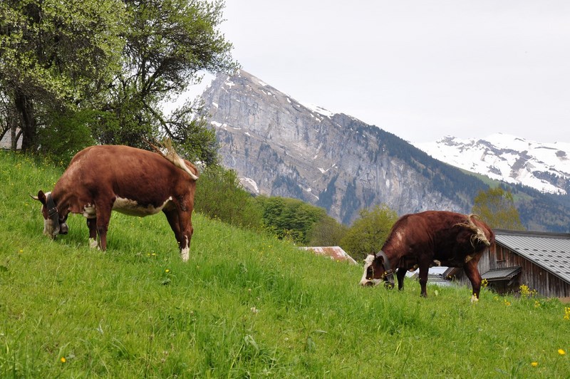 23_samoens-mai-2013-copier (Copier)