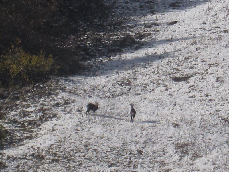 marche samoens 11nov 030 (Copier)